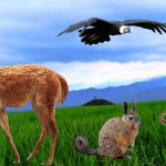 Imágenes de Animales en PNG – sin fondo
