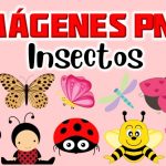 Imagenes de Insectos Clipart PNG transparente