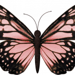 mariposas 10 1