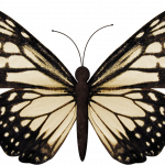 mariposas 11 1