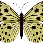 mariposas 12 1