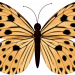 mariposas 13 1