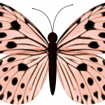 mariposas 14 1