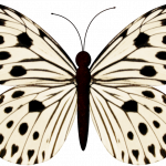 mariposas 15 1