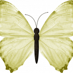 mariposas 2 1