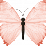 mariposas 4 1