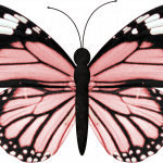 mariposas 7 1