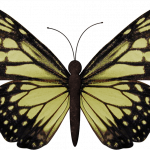 mariposas 8 1
