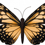 mariposas 9 1