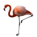 flamingo05