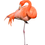 flamingo17