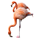 flamingo19
